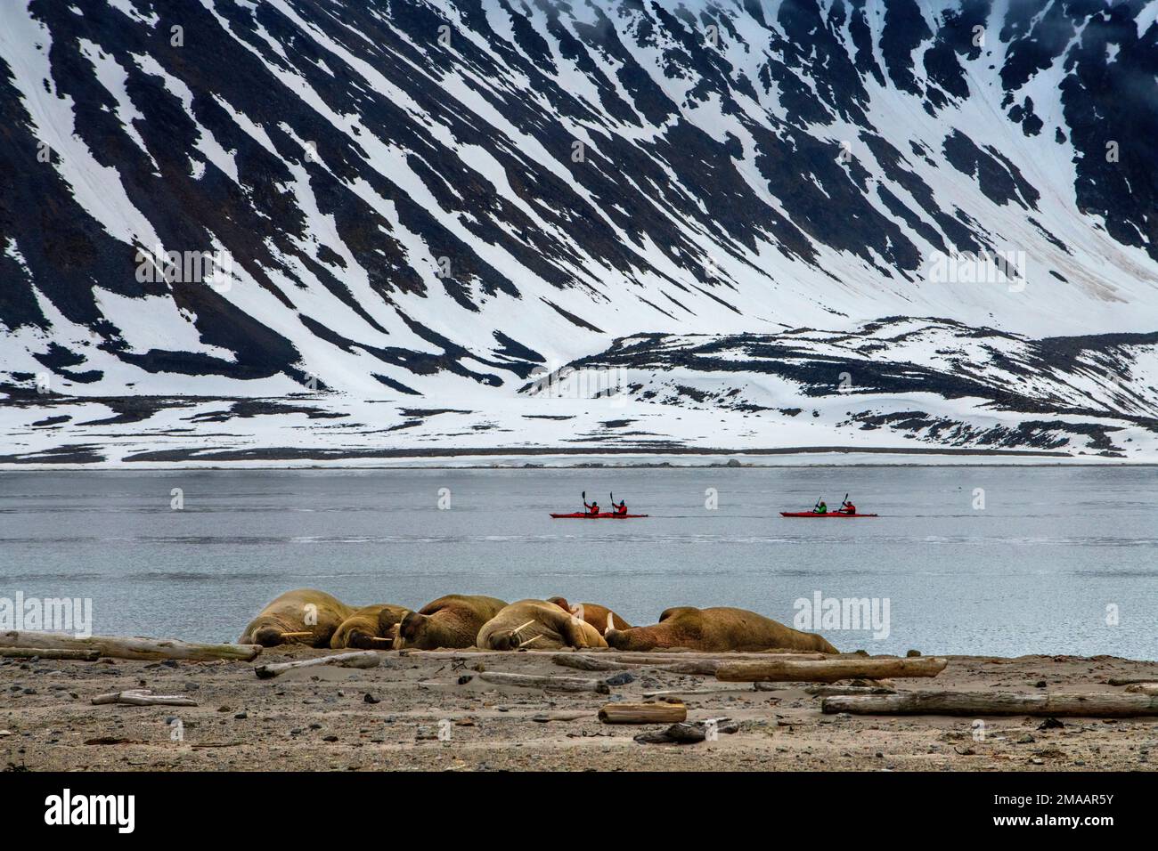 Le morse de l'Atlantique (Odobenus rosmarus rosmarus) s'étira à Smeerenberg, Svalbard. Expédition bateau de croisière Greg Mortimer dans l'archipel de Svalbard, A Banque D'Images