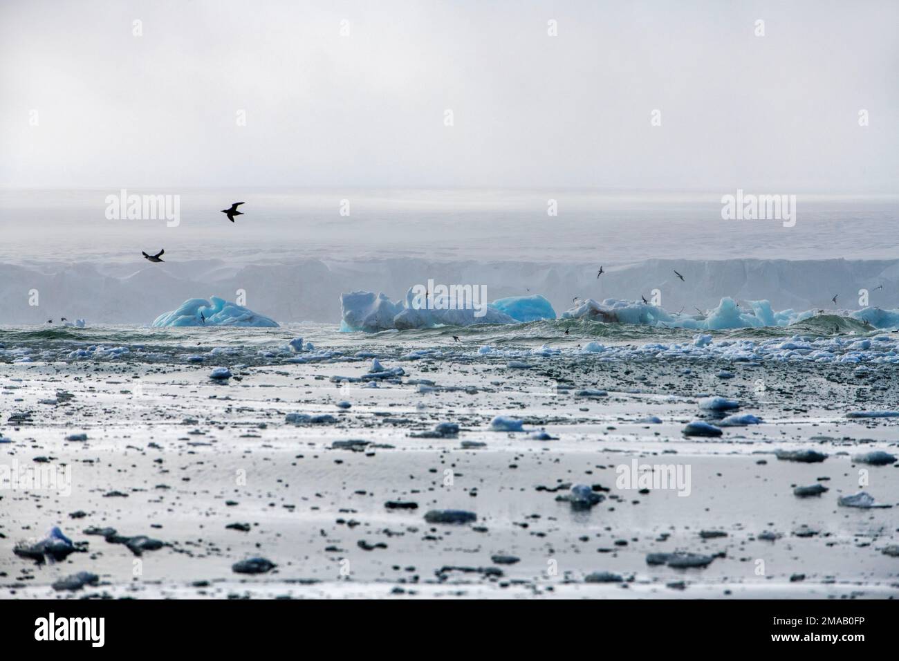 Oiseaux polaires volant près de Storoya, Svalbard. Expédition navire de croisière Greg Mortimer dans l'archipel de Svalbard, dans l'Arctique de la Norvège. Storøya est une île de Th Banque D'Images