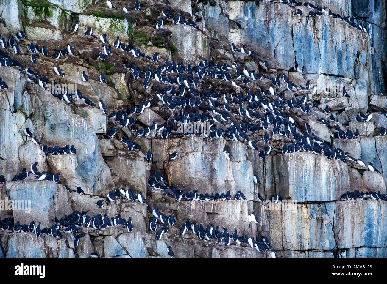 Colonie de nidification de Brunnich guillemot (Uria lomvia), falaise d'Alkefjellet, Svalbard, Norvège. Expédition bateau de croisière Greg Mortimer dans l'archipel de Svalbard Banque D'Images