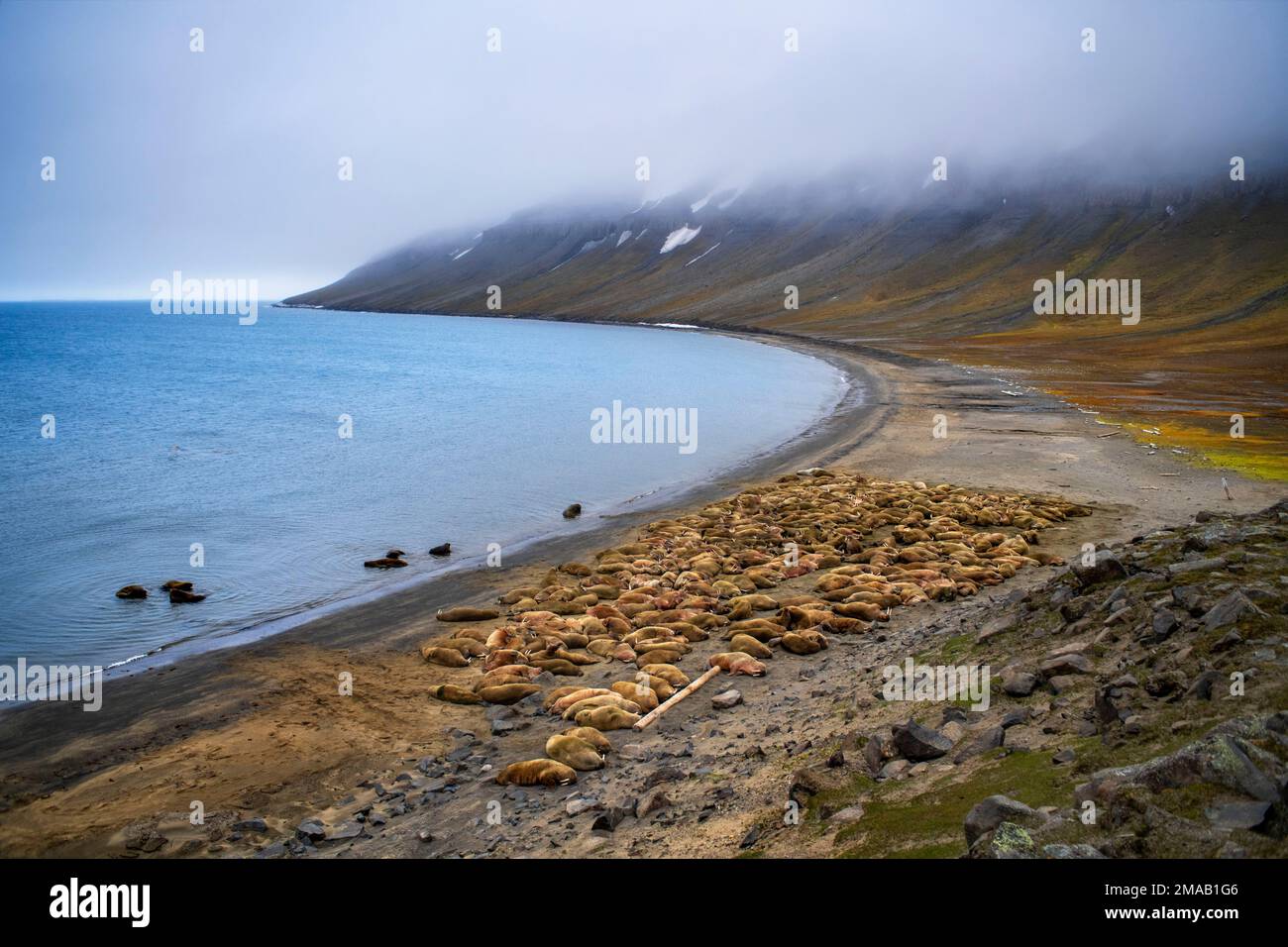 Colonie de morses (Odobenus rosmarus), dans la baie Faksevagen Fakse (Faksevagen). Expédition navire de croisière Greg Mortimer dans l'archipel de Svalbard, dans l'Arctique de la Norvège Banque D'Images
