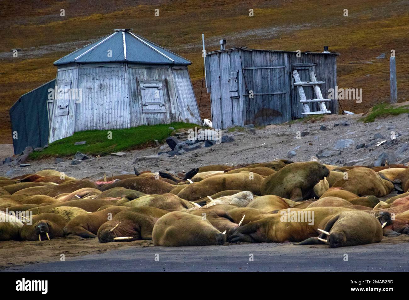 Colonie de morses (Odobenus rosmarus), dans la baie Faksevagen Fakse (Faksevagen). Expédition navire de croisière Greg Mortimer dans l'archipel de Svalbard, dans l'Arctique de la Norvège Banque D'Images