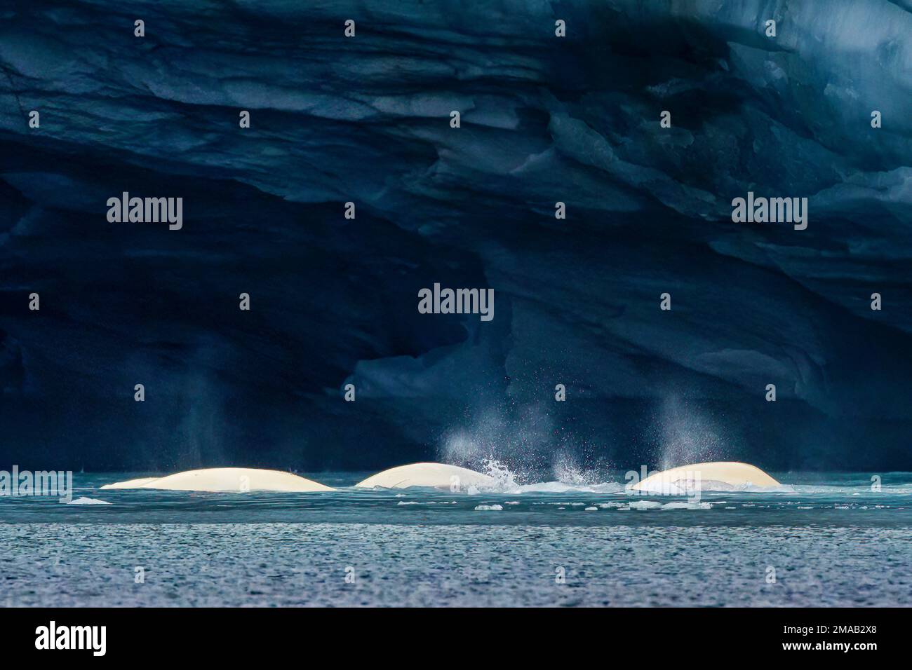 Béluga (Delphinapterus leucas) et glace rapide, Brepollen, Hornsund, Spitzbergen du Sud, Svalbard. Navire de croisière d'expédition Greg Mortimer à SVA Banque D'Images