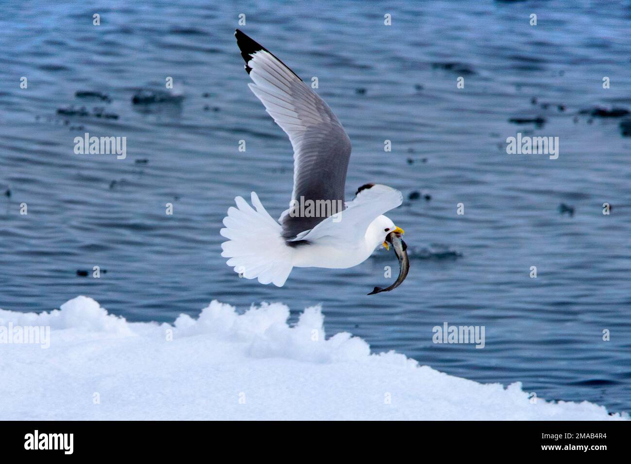 Gaucous Gulls, Larus hyperboreus, avec la prise d'un poisson dans la bouche survolant un iceberg autour du glacier Burgerbukta, Svalbard. Expédition c Banque D'Images
