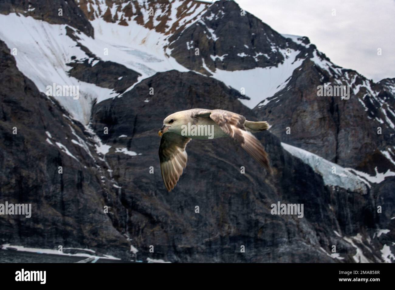 Fulmar du nord (Fulmarus glacialis), fulmar, ou fulmar arctique volant autour du glacier Burgerbukta, Svalbard. Bateau de croisière d'expédition Greg Mortimer Banque D'Images
