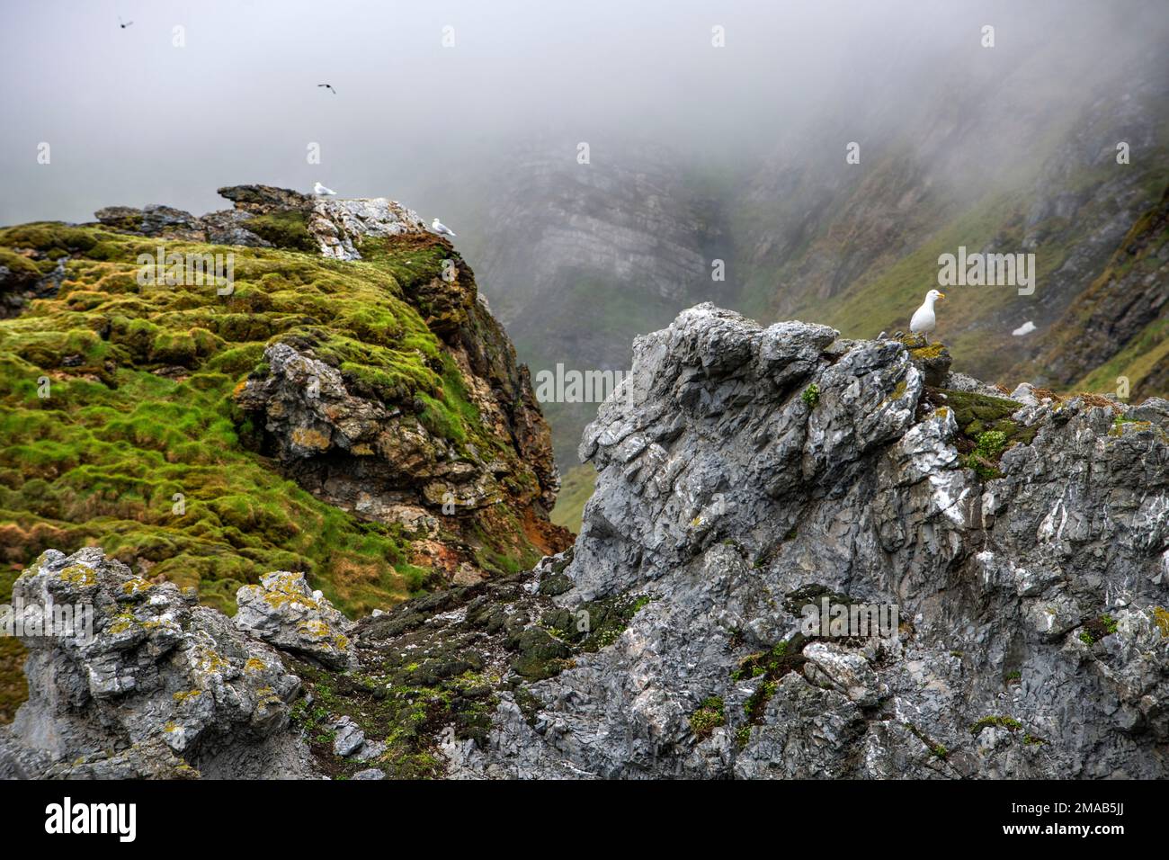 Montagnes rocheuses d'oiseaux falaises dans Bellsund Camp Millar Gasbergkilen montagnes, Europe, paysages, mer, Midterhuken, Norvège, région polaire, Spitzbergen, S Banque D'Images