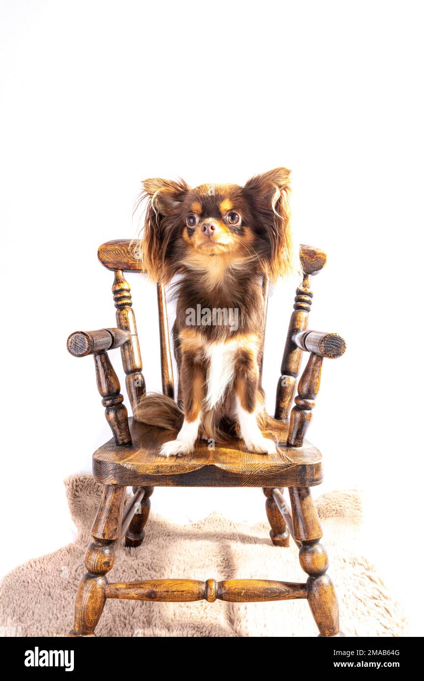 chihuahua,long cheveux chihuahua,long cheveux chihuahua,chihuahua chiot,mignon,chiot,chien,chien,chien dans panier,panier,fond blanc,long cheveux,long cheveux,long, Banque D'Images