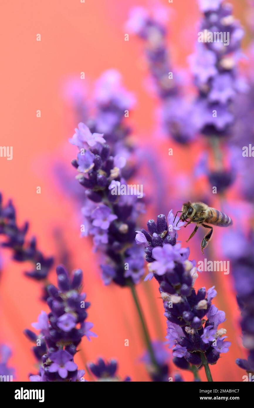 01.07.2022, Allemagne, ville hanséatique de Hambourg, Hambourg - abeille suçant le nectar d'une fleur de lavande. 00S220701D483CAROEX.JPG [VERSION DU MODÈLE : NON, Banque D'Images