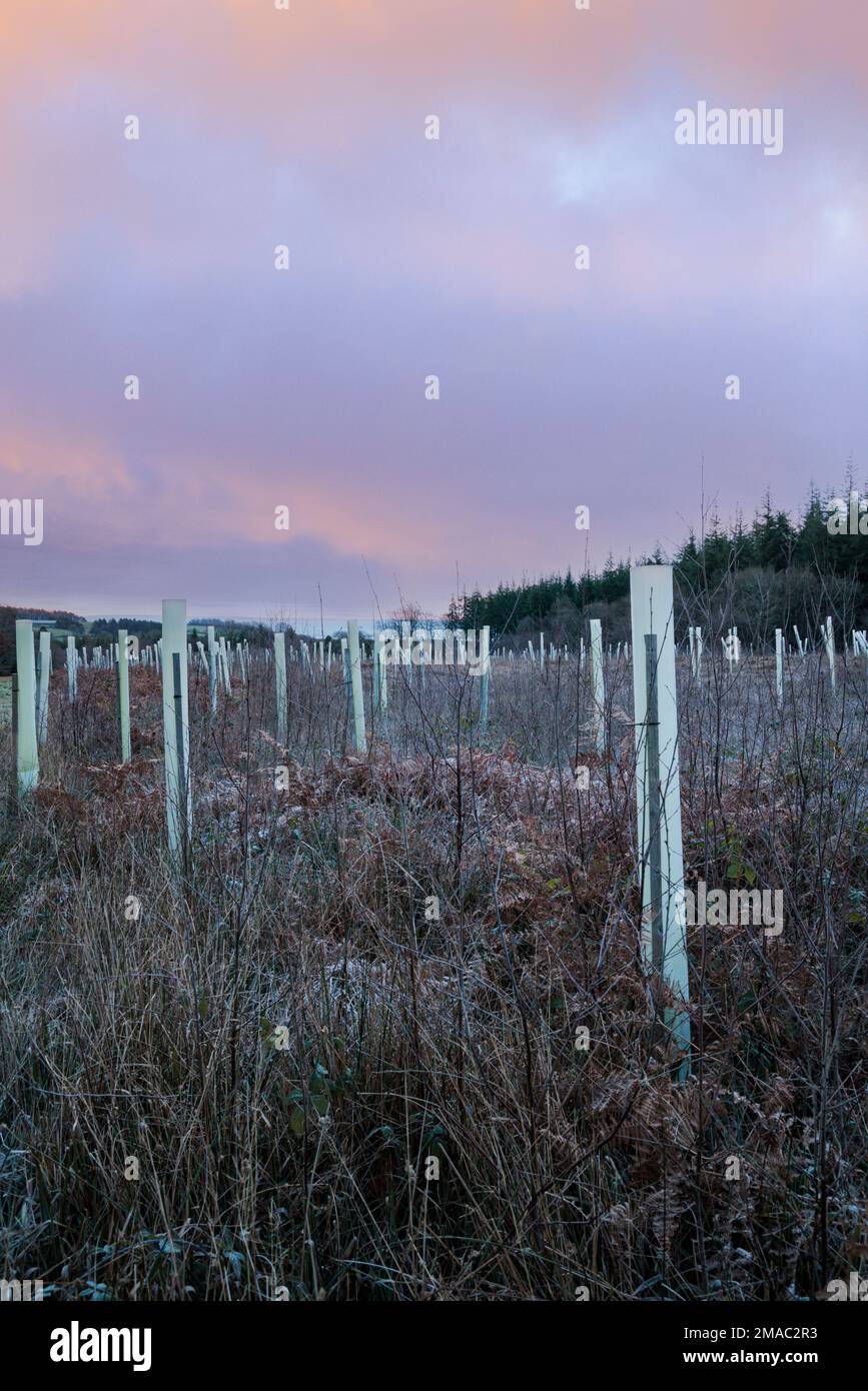 Boisement avec des protections d'arbres en plastique, dans la vallée de Wye. Banque D'Images