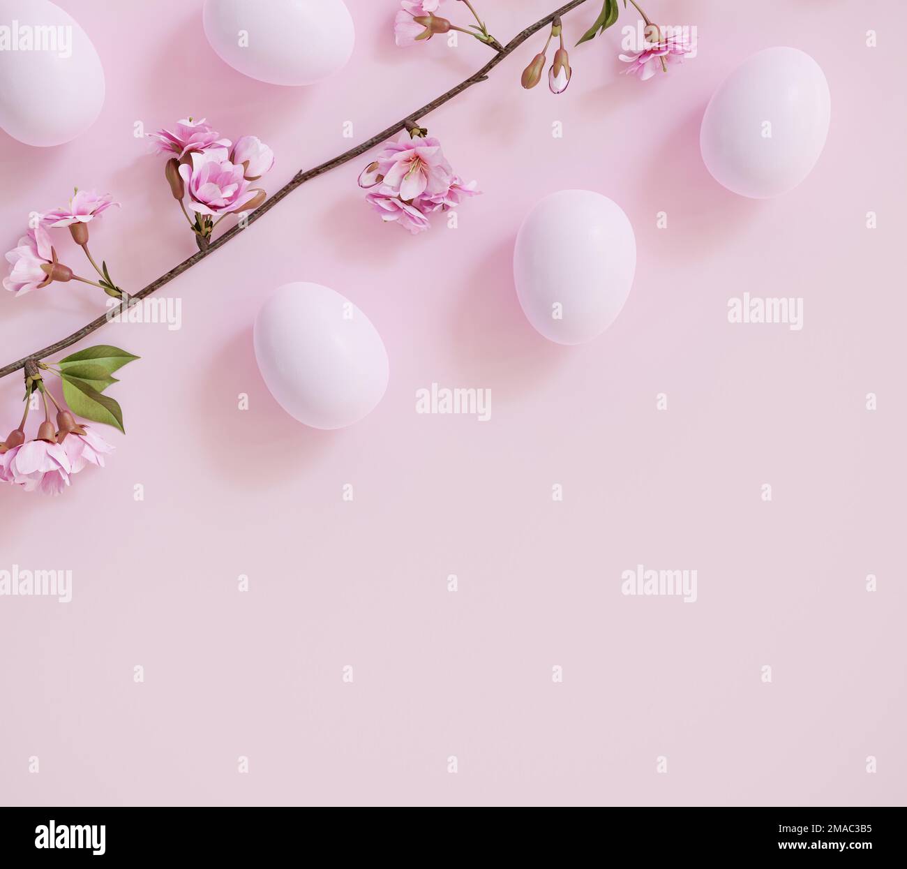 Fond de Pâques : oeufs de Pâques sur fond rose pastel avec une branche d'un cerisier fleuri Banque D'Images