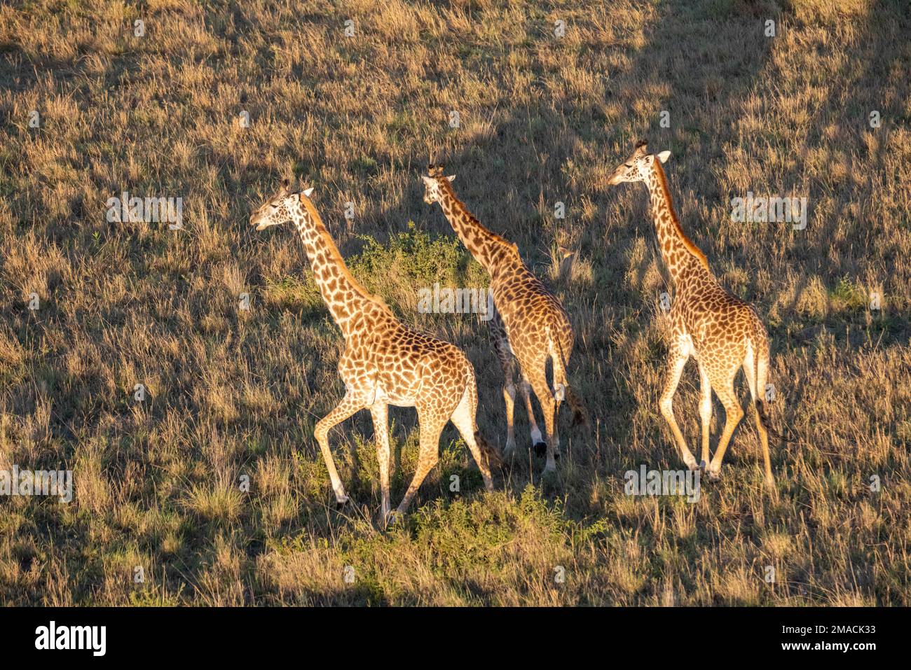 Les Girafes dans le Masai Mara Banque D'Images