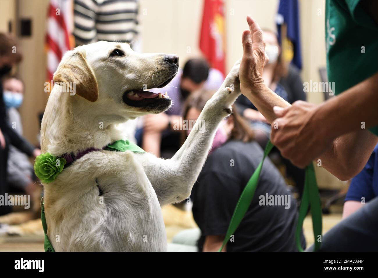 ARI, un PET-Assisted Visitation Volunteer Services (PAWS) pour les chiens de compagnie de thérapie de personnes, démontre un haut-cinq lors d'un événement de résilience au système d'examinateur médical des Forces armées sur la base aérienne de Douvres, Delaware, 25 mai 2022. En dehors des PATTES pour les gens, Ari et sa propriétaire, Carolyn Baynes, sont accomplis membres du American Kennel Club et les défenseurs des chiens à trois pattes pour participer à des épreuves d'obéissance et de rallye. Banque D'Images