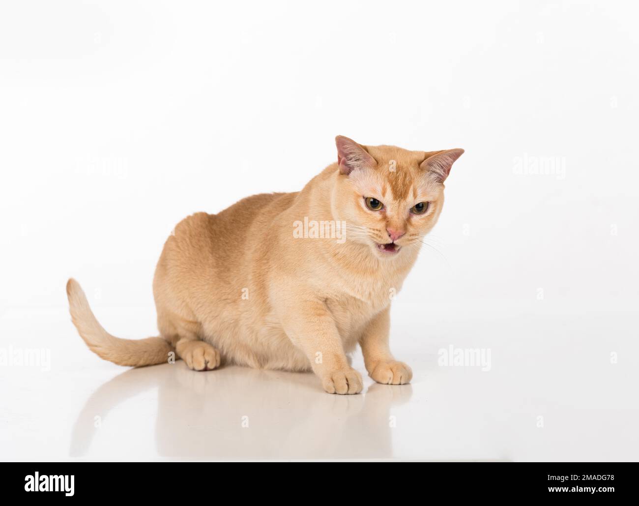 Magnifique studio de chat birman. Banque D'Images