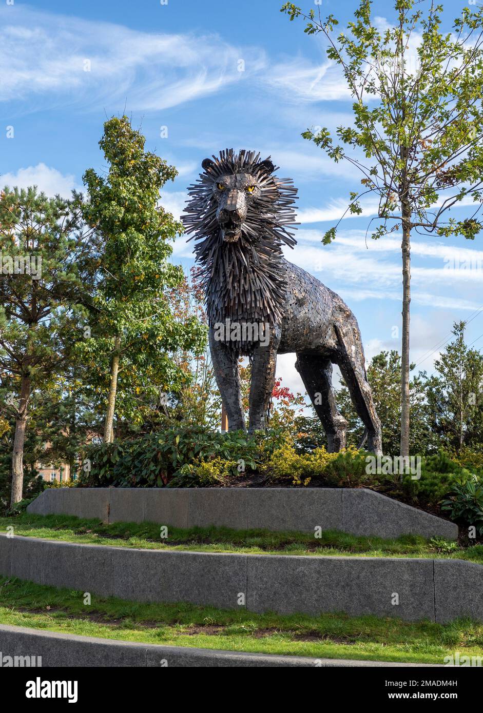 Aslan en Bronze : une statue de bronze de Maurice Harron d'Aslan l'étoile des Cronicles de Narnia série de C. S. Lewis garde sur une petite place nommée pour l'auteur à Belfast. Banque D'Images