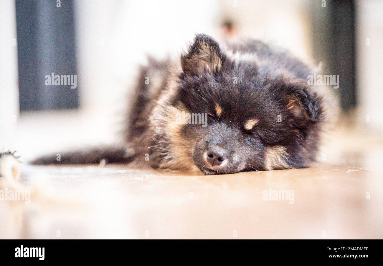 un chiot enjoué explore le monde. chiot endormi un sommeil après le jeu toute la journée. joli petit chien. Banque D'Images