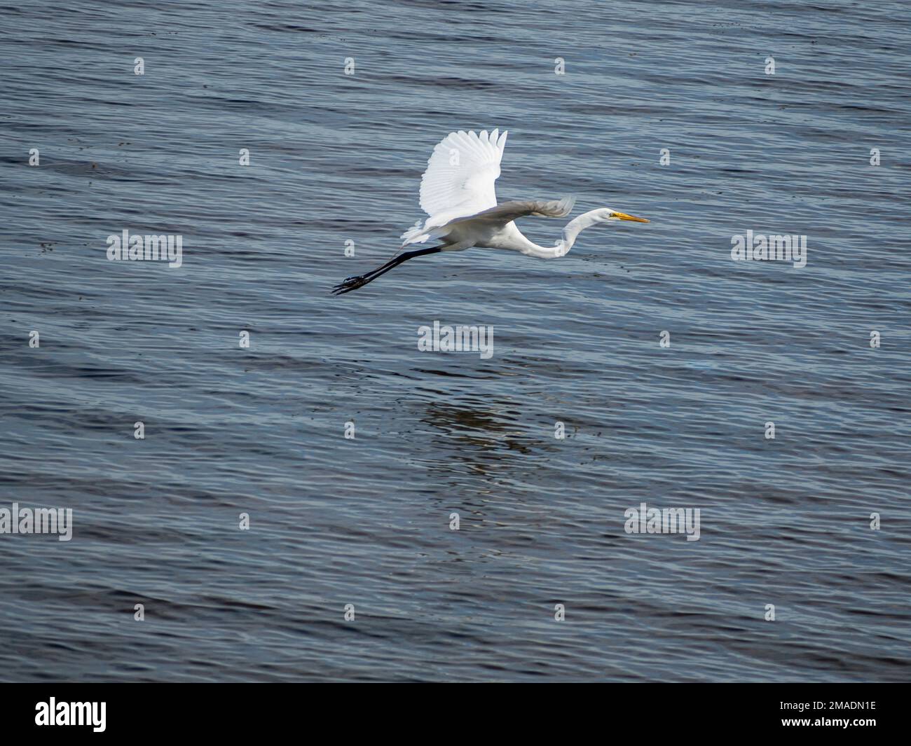 Grande aigrette blanche en vol : une grande aigrette blanche survole les eaux de la rivière des Outaouais à la fin du printemps. Banque D'Images