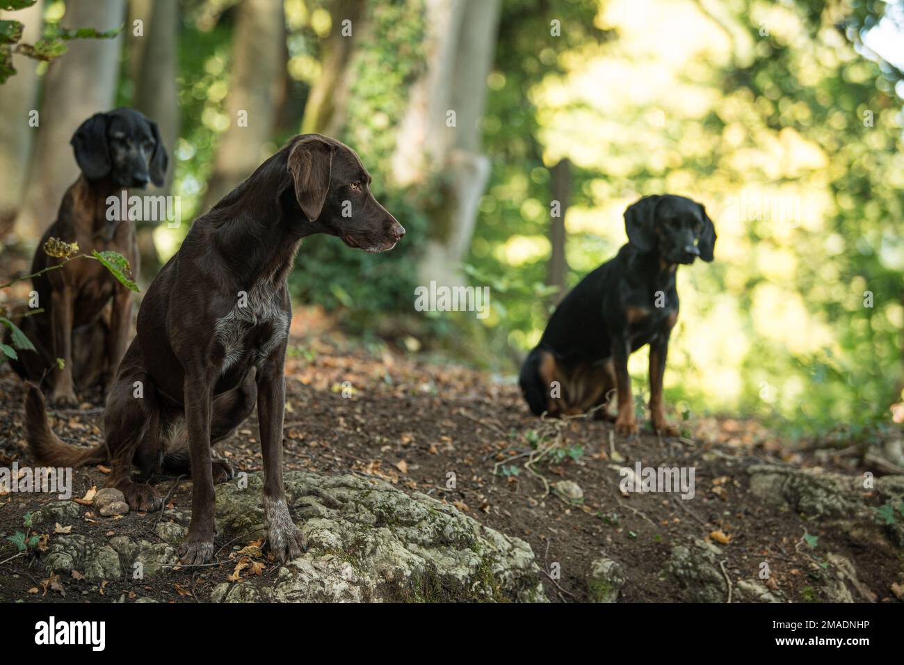 Trois chiens dans une forêt Banque D'Images