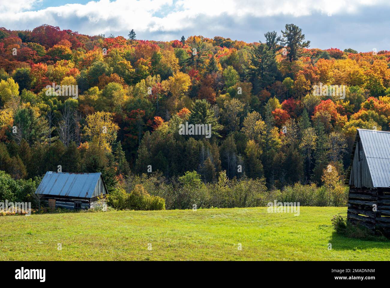 Les granges et les couleurs d'automne abandonnées : les granges et les dépendances désutilisées sont abandonnées par les couleurs d'automne des collines qui composent les bois de l'ouest du Québec. Banque D'Images