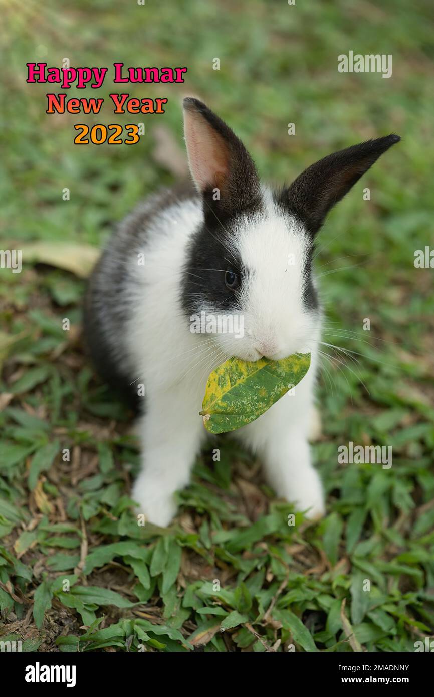 Un adorable lapin avec une feuille verte dans sa bouche. Banque D'Images