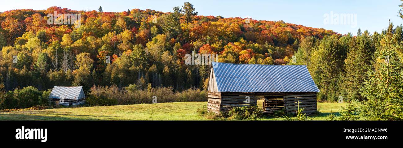 Les granges et les couleurs d'automne abandonnées : les granges et les dépendances désutilisées sont abandonnées par les couleurs d'automne des collines qui composent les bois de l'ouest du Québec. Banque D'Images