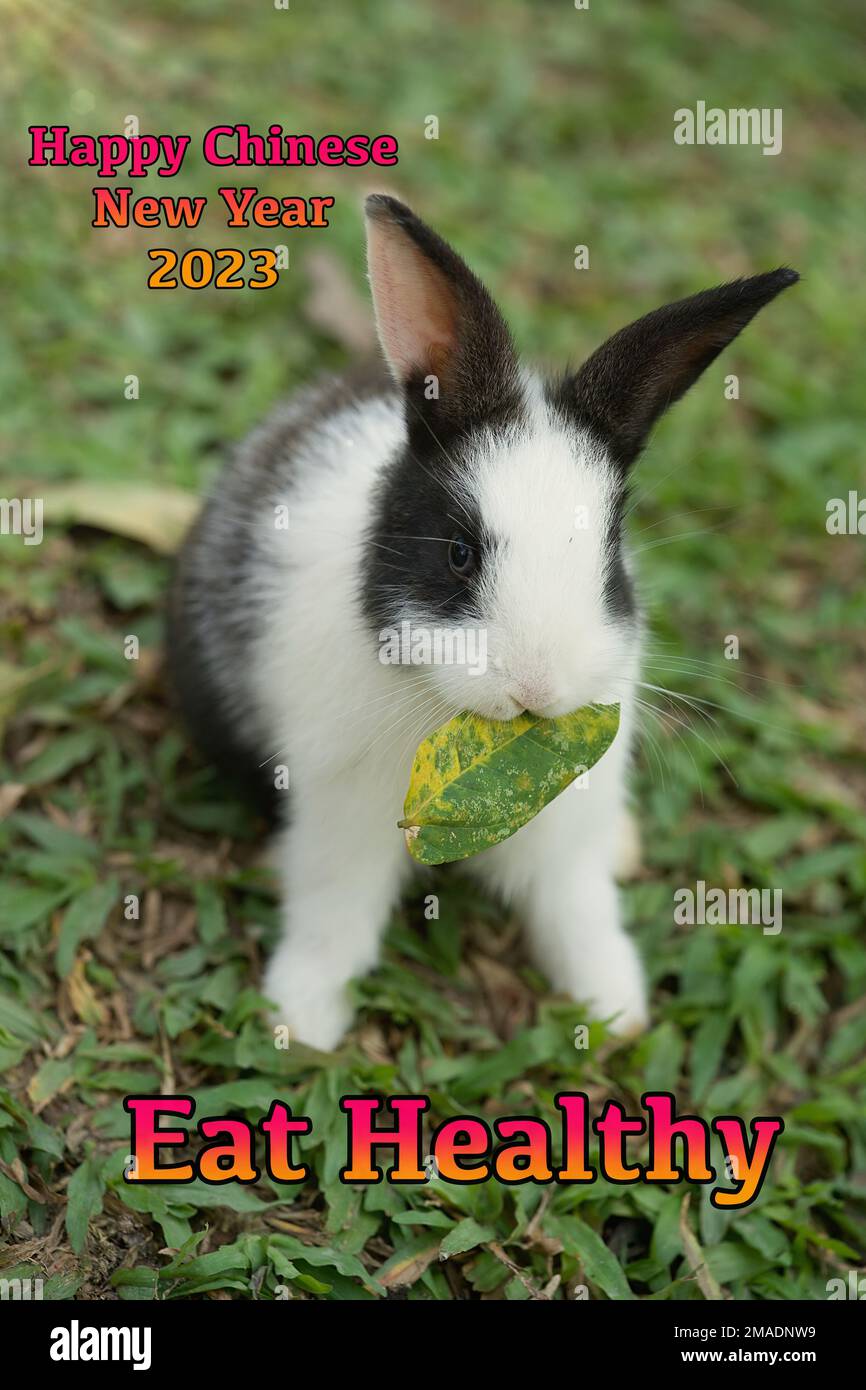 Un adorable lapin avec une feuille verte dans sa bouche. Banque D'Images