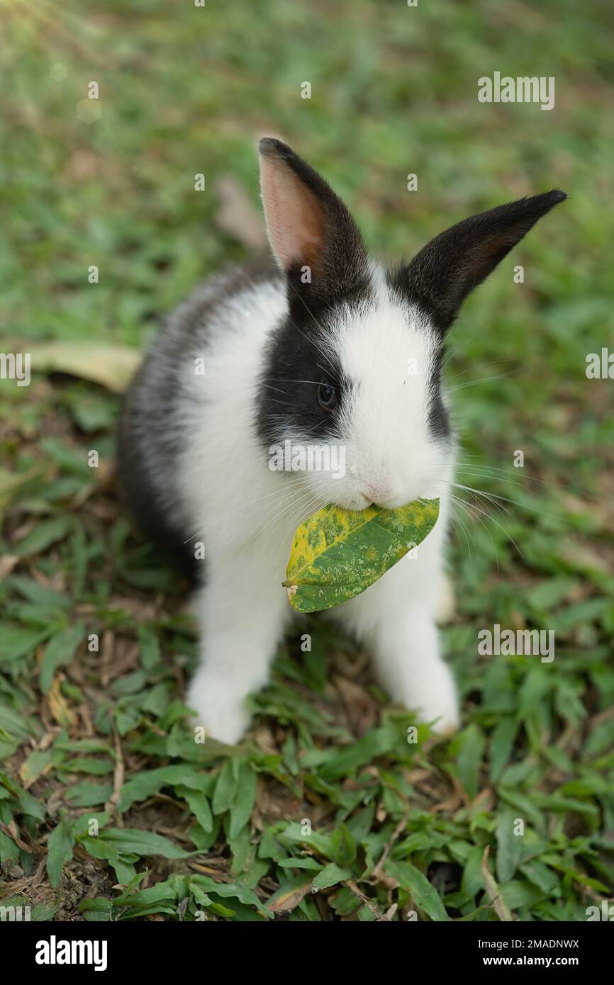 Un adorable lapin avec une feuille verte dans sa bouche. Banque D'Images