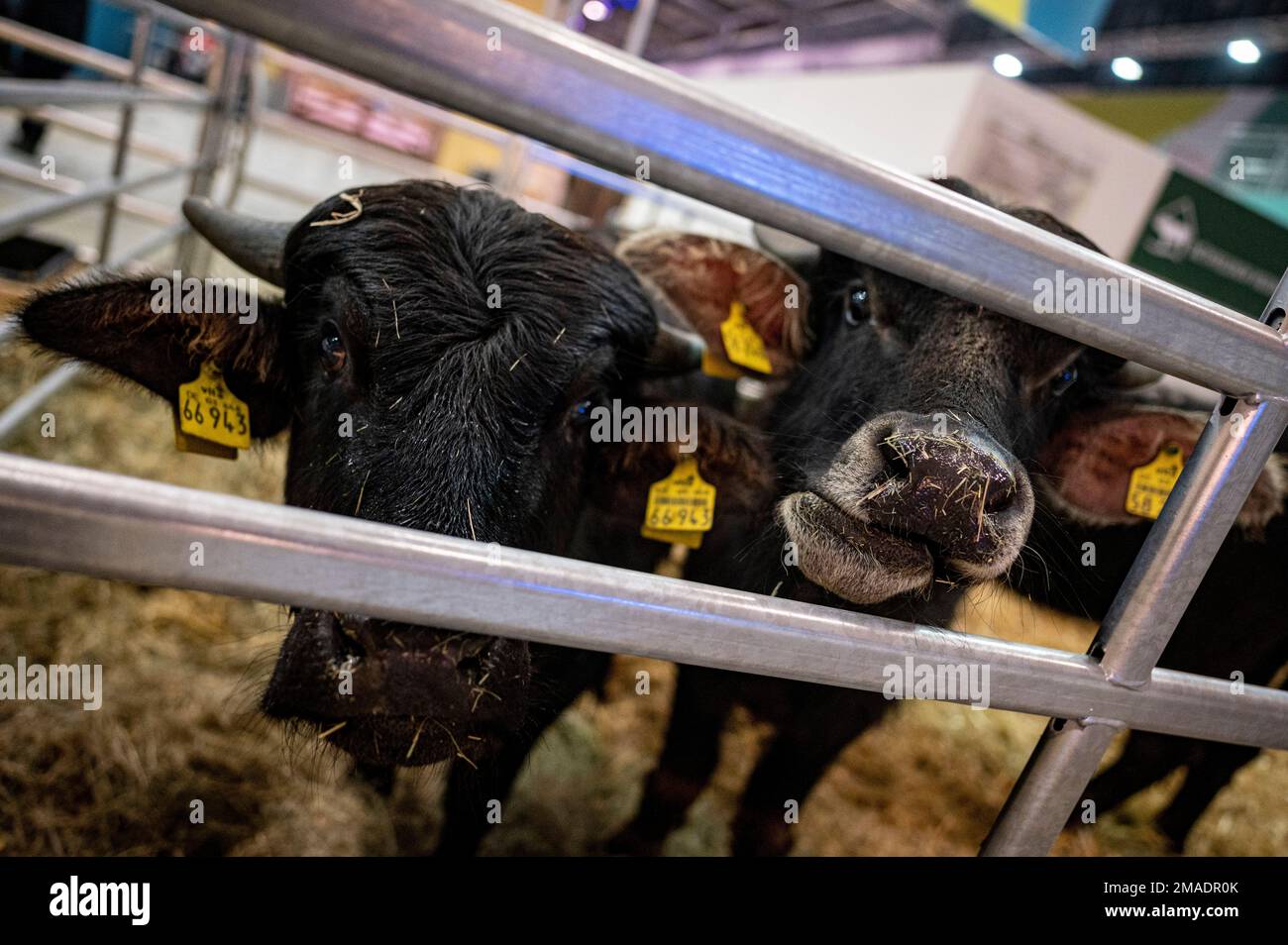 Berlin, Allemagne. 19th janvier 2023. Deux buffles d'eau se trouvent dans la salle des animaux un jour avant le début de la semaine verte internationale. La semaine verte, le plus grand salon mondial de l'alimentation, de l'agriculture et de l'horticulture, se tient du 20 au 29 janvier au parc des expositions Messe Berlin. Credit: Fabian Sommer/dpa/Alay Live News Banque D'Images