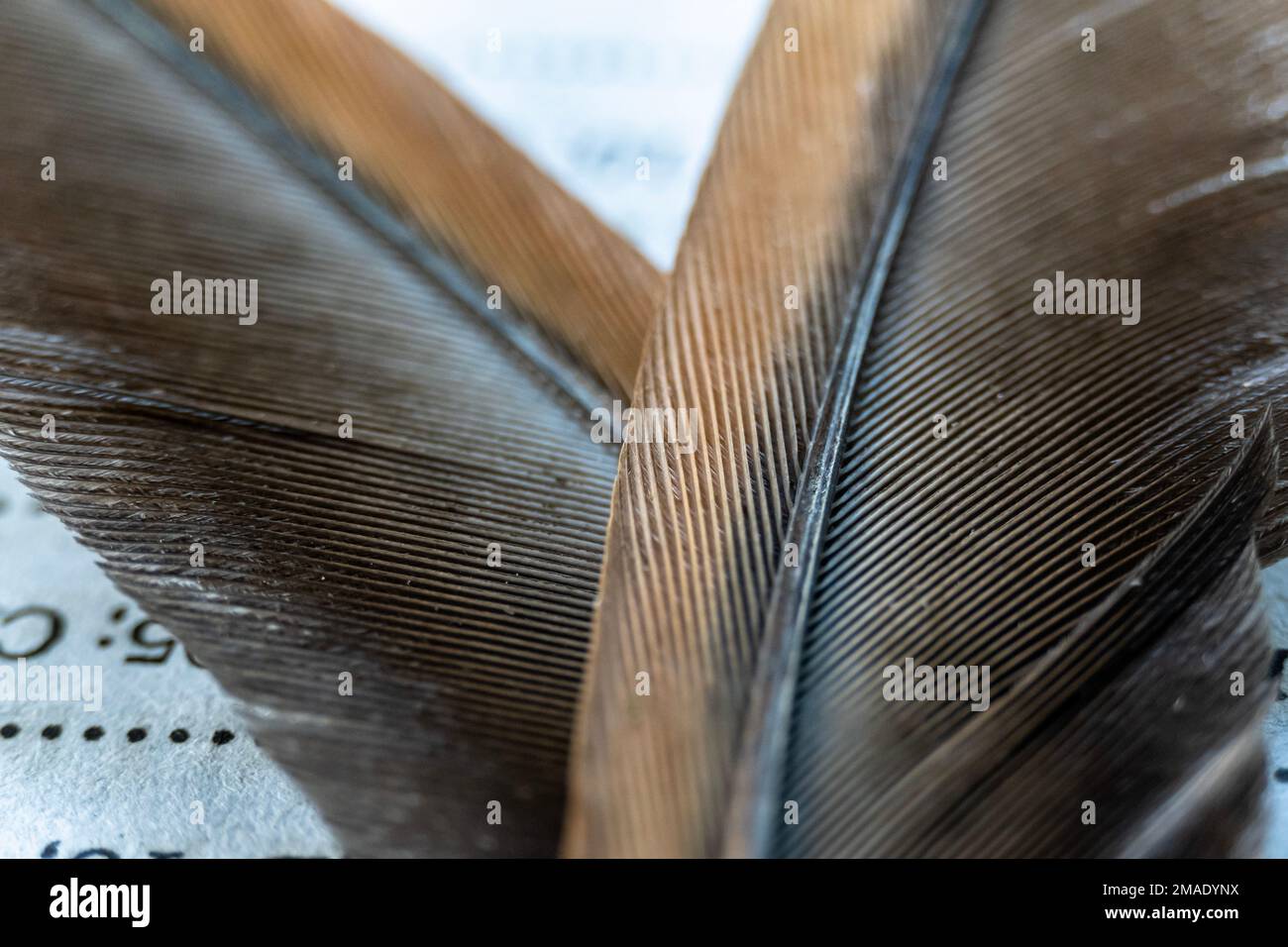 Vue macro sur les plumes de poulet Banque D'Images