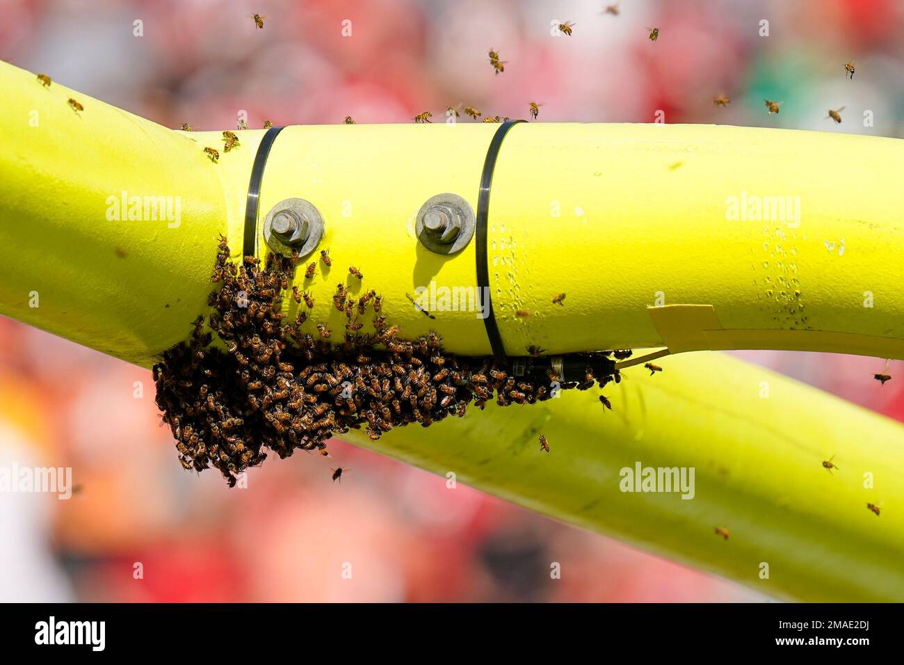 A swarm of bees is seen on the goal post at Raymond James Stadium before an NFL football game between the Green Bay Packers and the Tampa Bay Buccaneers Sunday, Sept. 25, 2022, in Tampa, Fla. (AP Photo/Chris O'Meara) Banque D'Images