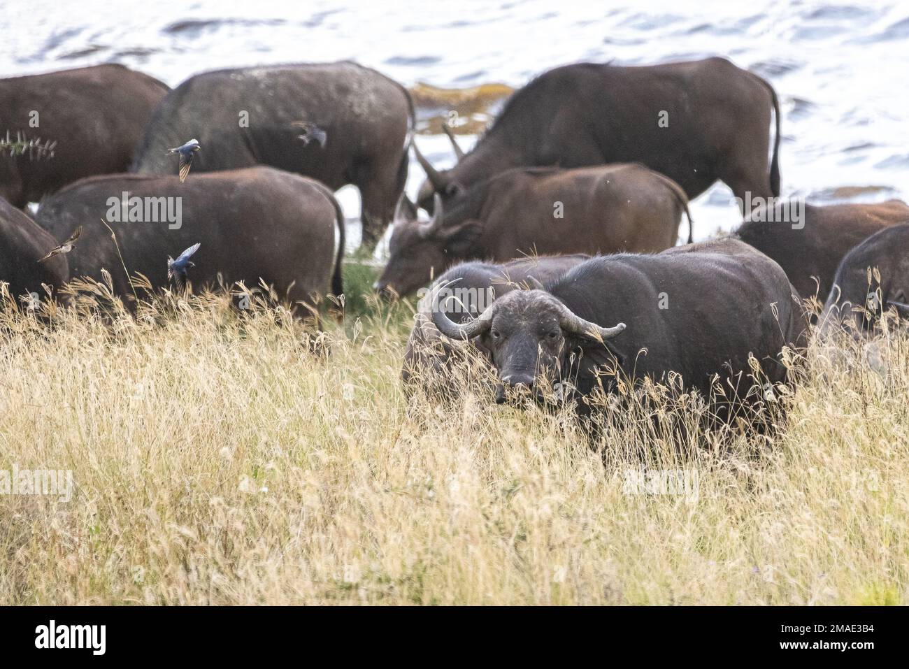 Les buffles d'eau se reposent près du lac Nakura Banque D'Images