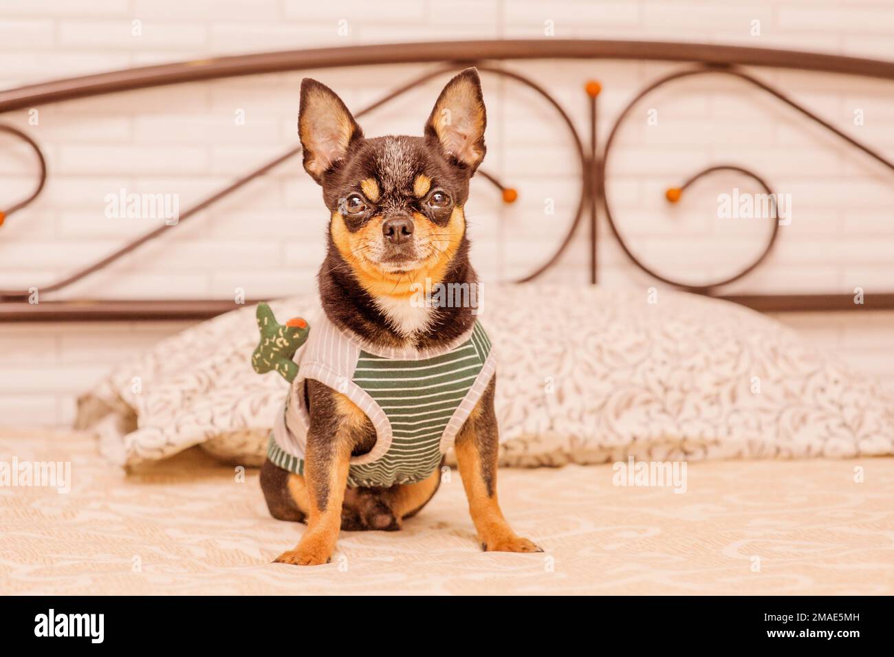 Le chien est assis dans le lit dans des vêtements. Chien tricolore adulte de petite race à poils courts chihuahua. Banque D'Images