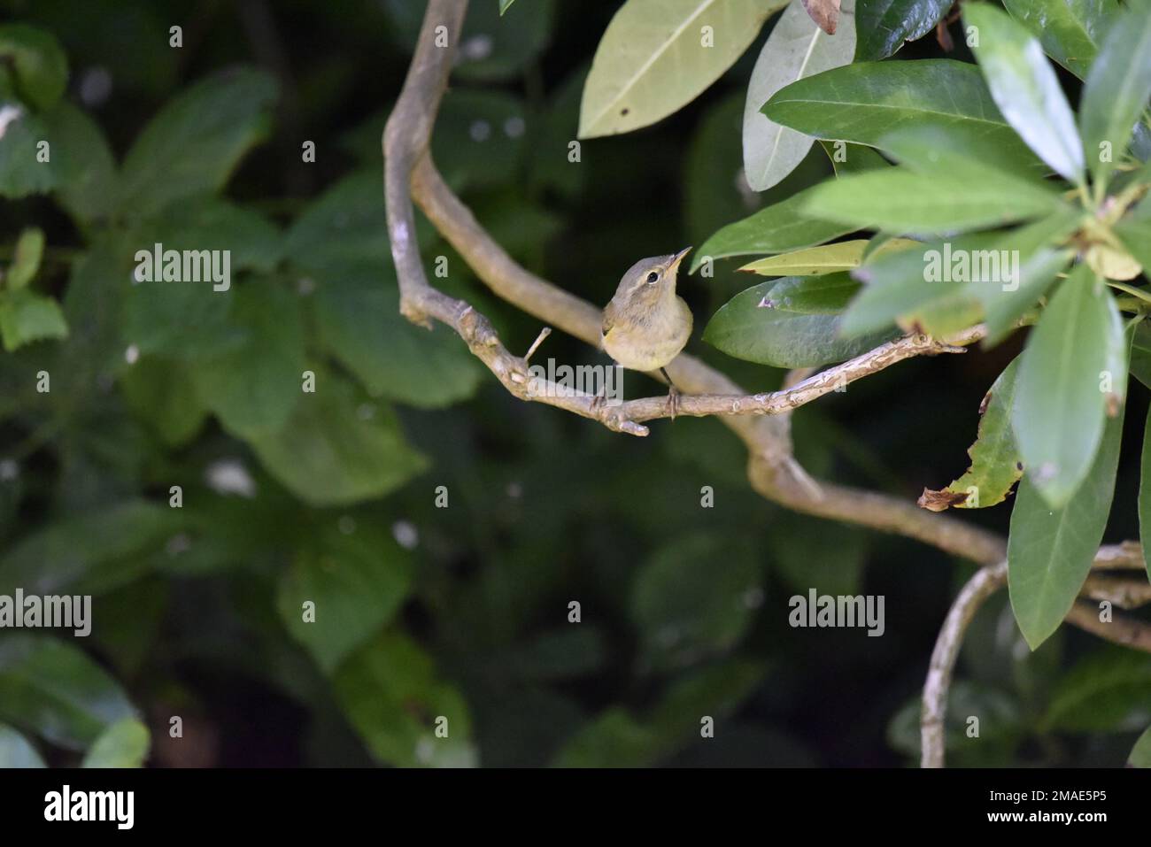 Saule Paruline (Phylloscopus trochilus) perchée sur une branche horizontale au soleil, face à la caméra, tête tournée vers le coin droit de l'image, pays de Galles, Royaume-Uni Banque D'Images
