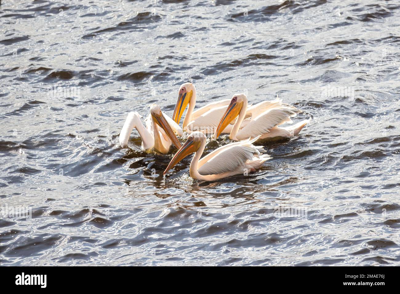 Les mouettes nagent ensemble dans le lac Nakura Banque D'Images