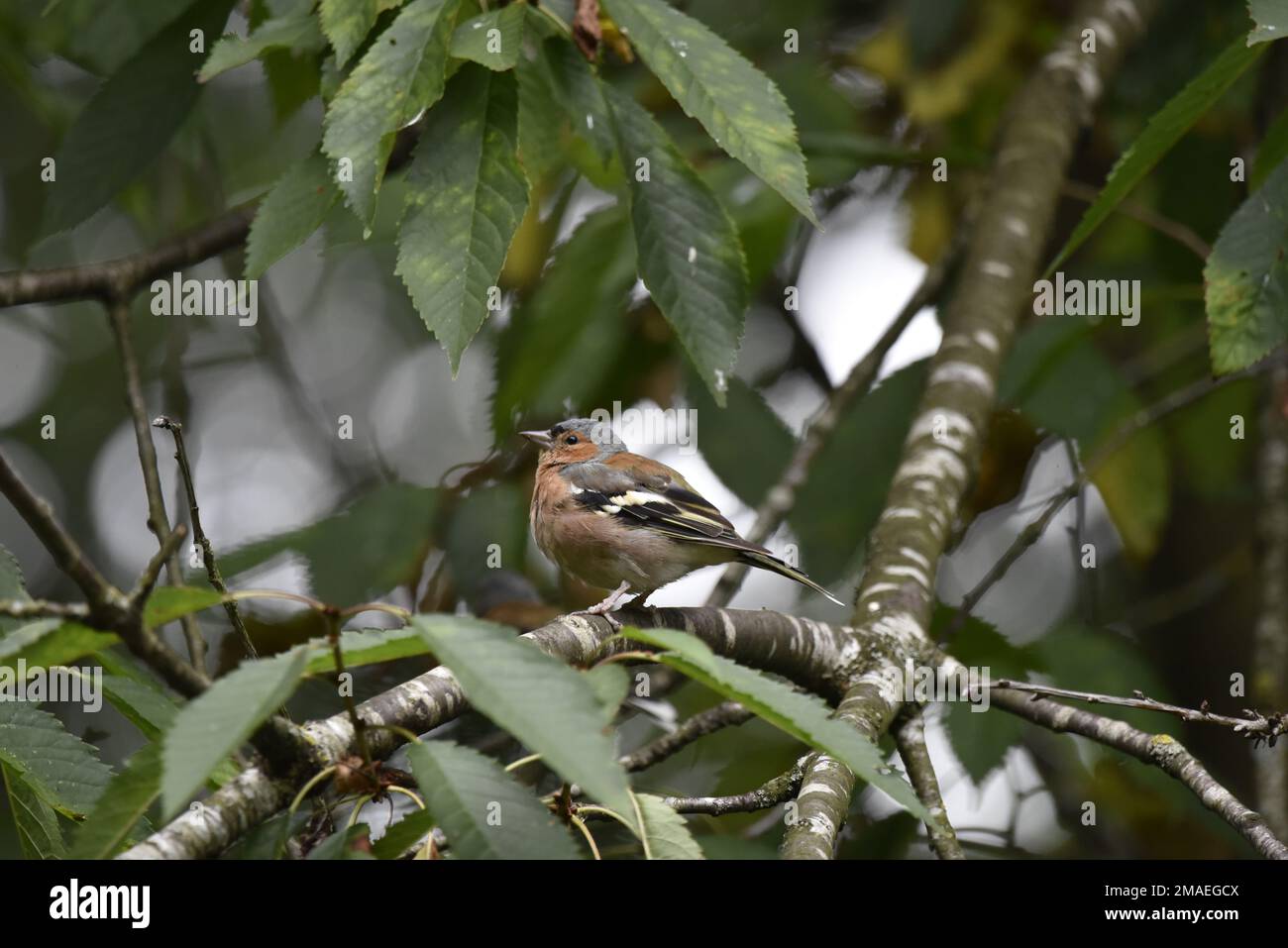 Chaffinch masculin (Fringilla coelebs) perché sur une branche à profil gauche, au centre du champ de forêt, sur fond de feuillages verts au soleil Banque D'Images