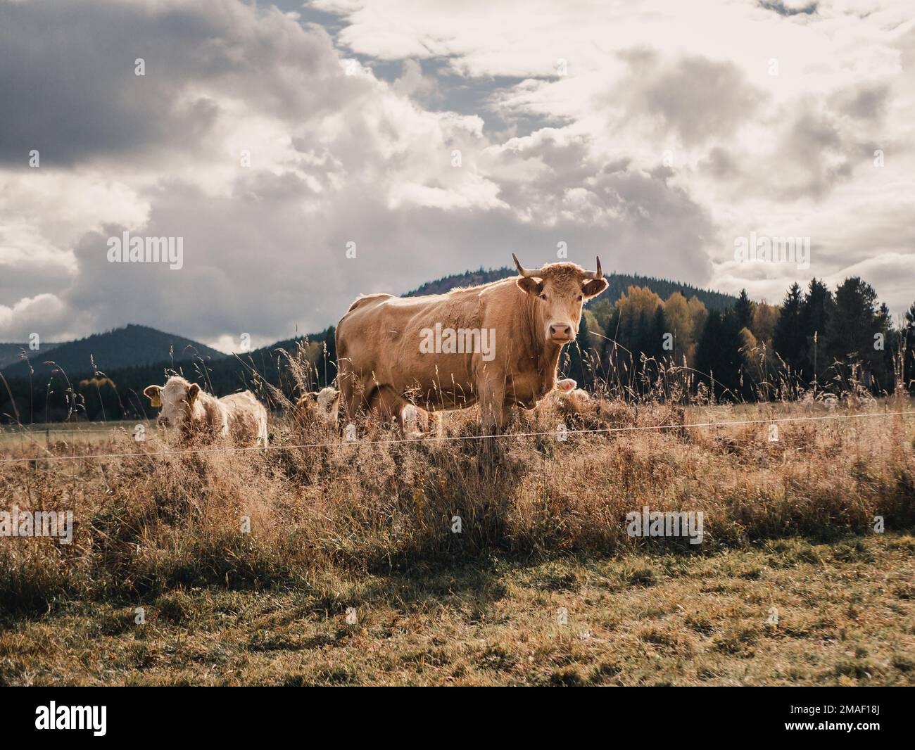 Bull regarde la caméra dans le paysage et la forêt autour de la campagne. Banque D'Images