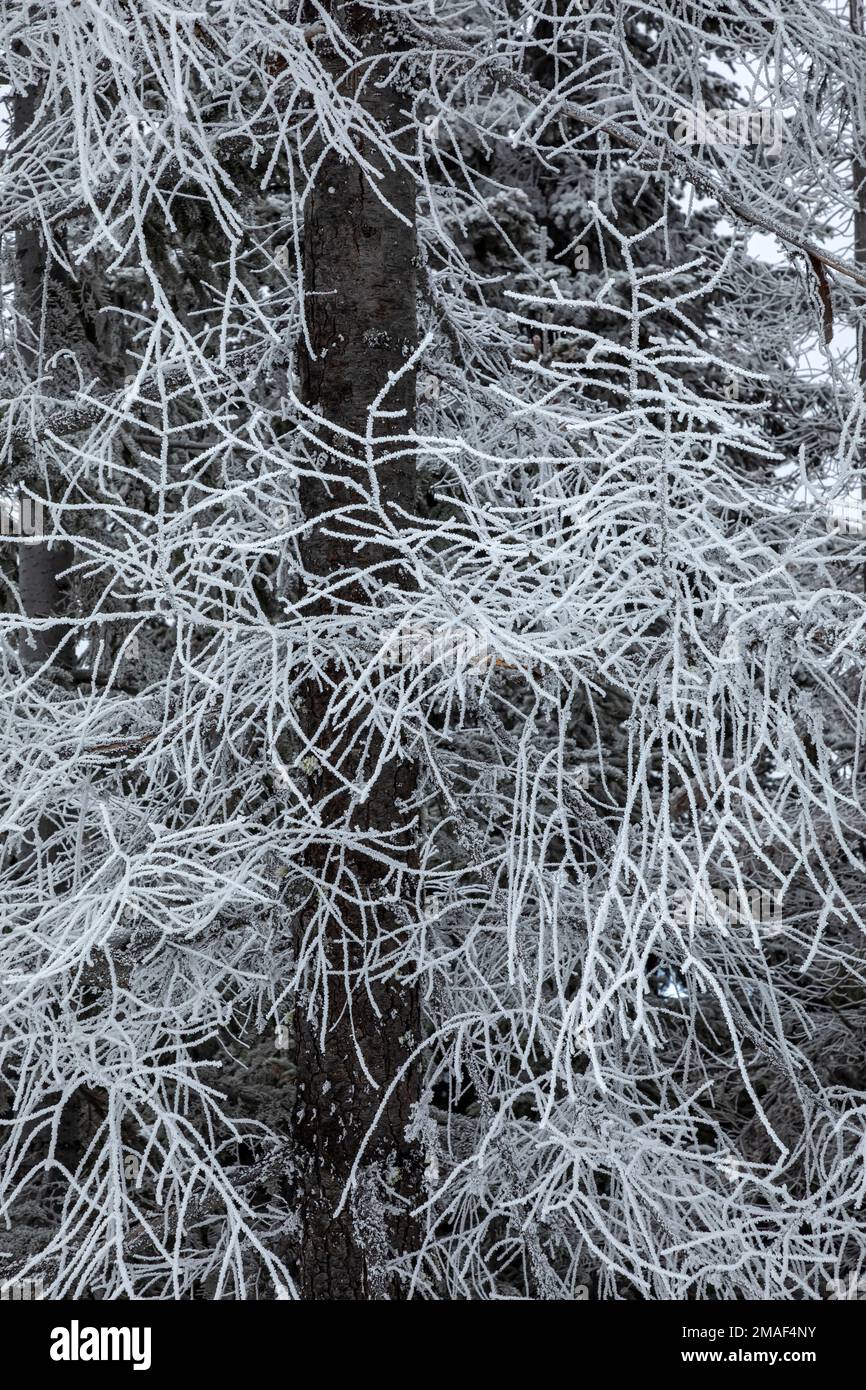 WA22937-05...WASHINGTON - branches couvertes de glace d'un arbre mort sur Nason Ridge situé le long du système de sentiers d'hiver de Nason Ridge. Banque D'Images