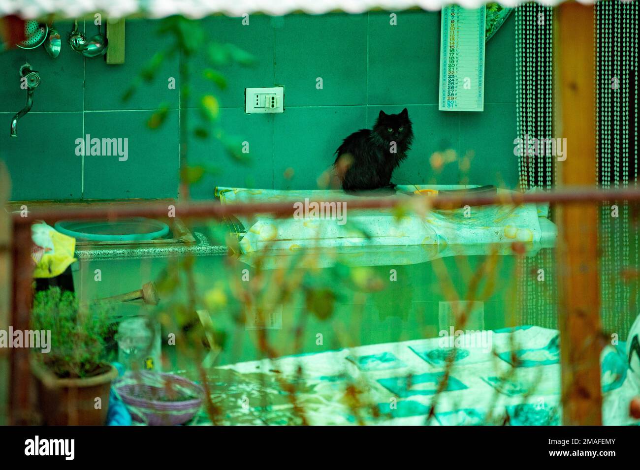 Rieti, Rieti, Italie. 18th janvier 2023. Un chat prend refuge au-dessus d'un évier pendant les inondations qui ont frappé Rieti, Italie, 18 janvier 2023. (Credit image: © Riccardo Fabi/Pacific Press via ZUMA Press Wire) USAGE ÉDITORIAL SEULEMENT! Non destiné À un usage commercial ! Banque D'Images