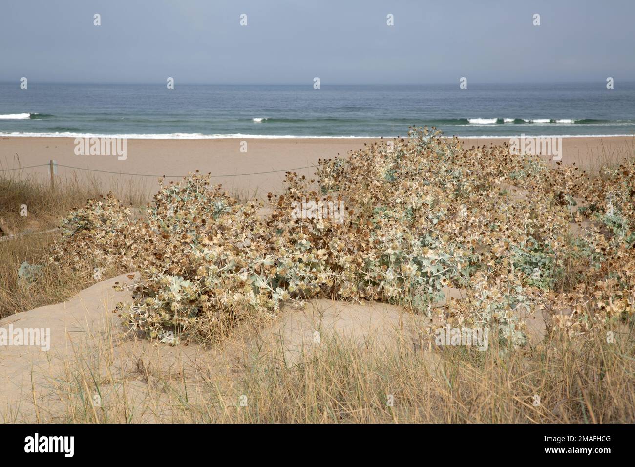 Plante sauvage sur la plage d'Odeceixe ; Algarve ; Portugal Photo Stock -  Alamy