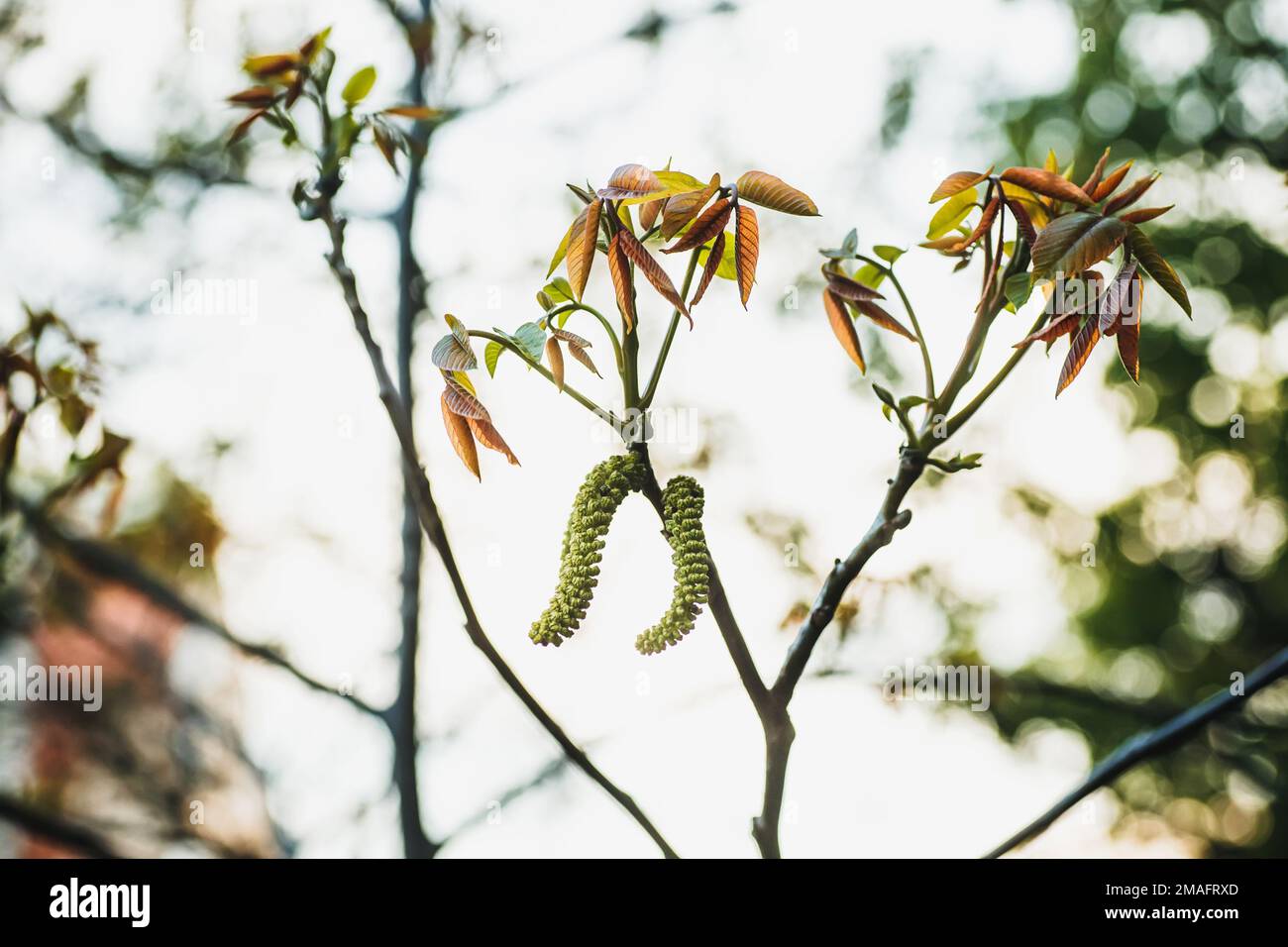 Fleurs de noyer.Noix jeunes feuilles et inflorescence sur fond de ville. Fleur de noyer sur la branche de l'arbre au printemps.Plantes de miel Ukraine Banque D'Images