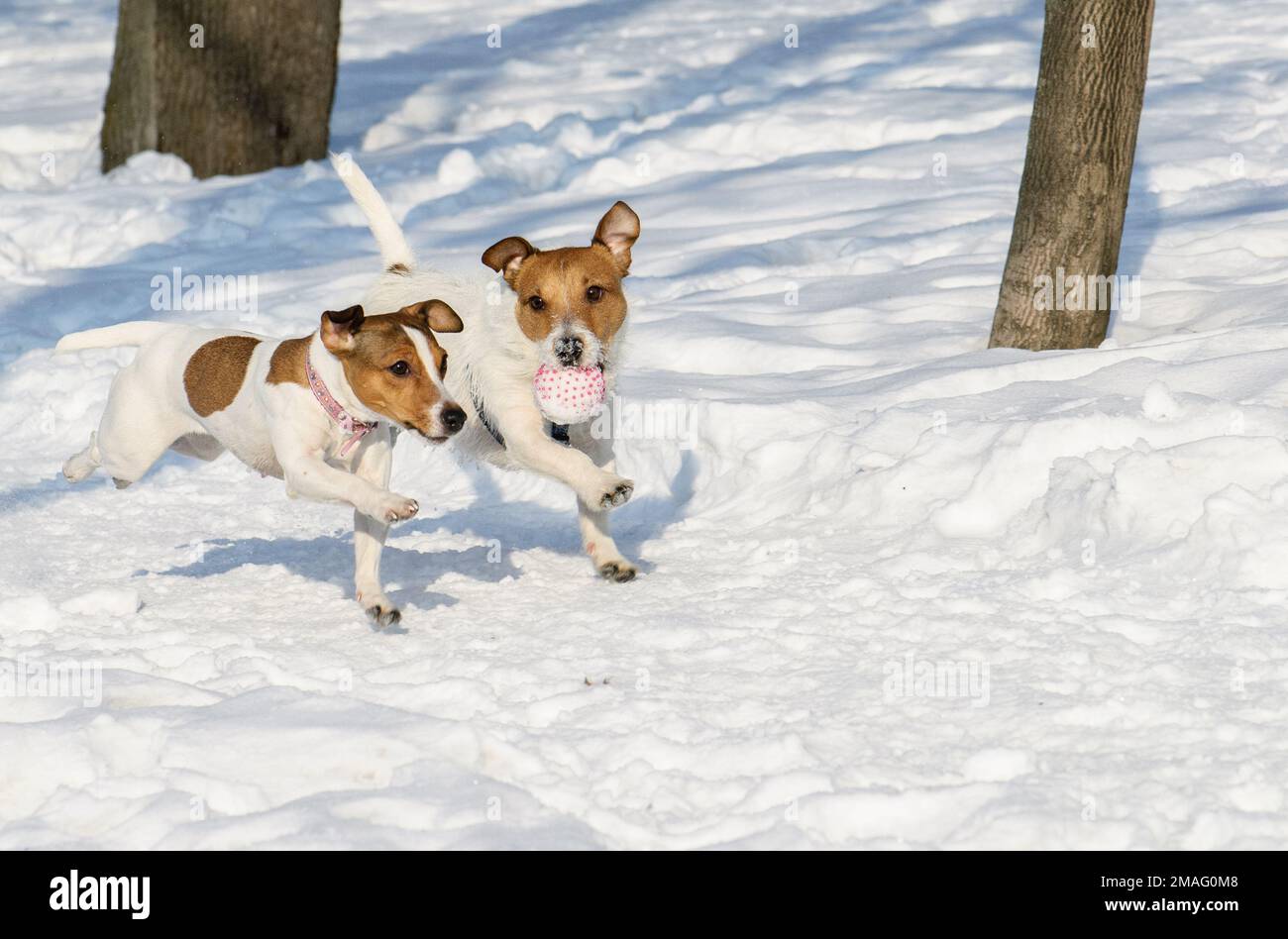 Deux chiens drôles jouant ensemble avec une balle dans le parc d'hiver Banque D'Images