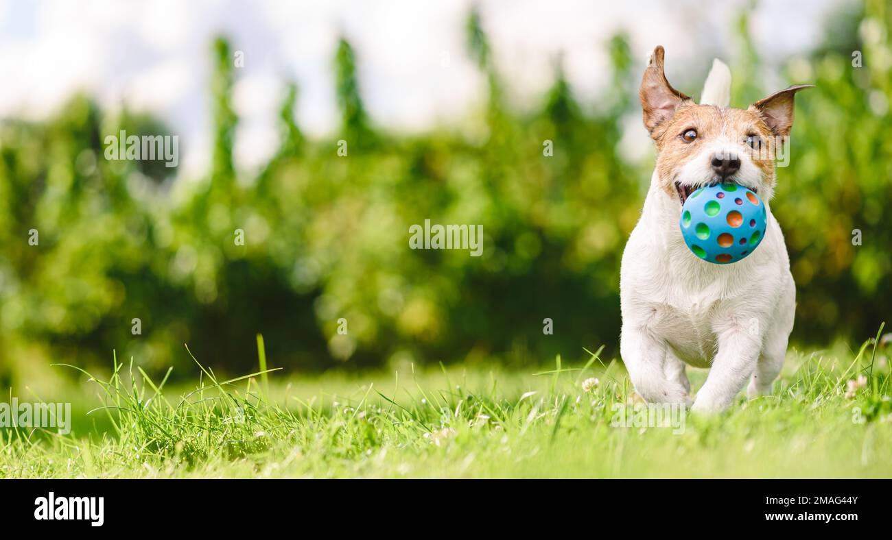 Chien joyeux et joueur tenant une balle de jouet colorée dans la bouche jouant sur la pelouse d'été. Bannière panoramique Banque D'Images
