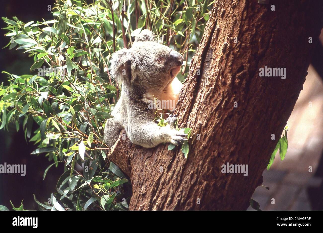 Koala dans l'eucalyptus au Lone Pine Koala Sanctuary, Fig Tree Pocket, Brisbane, Queensland, Australie Banque D'Images