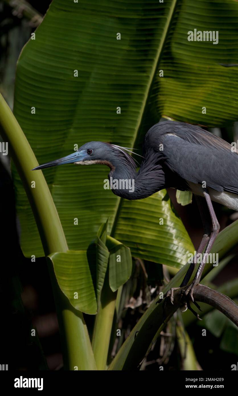 L'élégant petit héron bleu est perché dans une végétation tropicale luxuriante en Floride à Alligator Farm à St. Augustin Banque D'Images L'élégant petit héron bleu est perché dans une végétation tropicale luxuriante en Floride à Alligator Farm à St. Augustin Banque D'Images