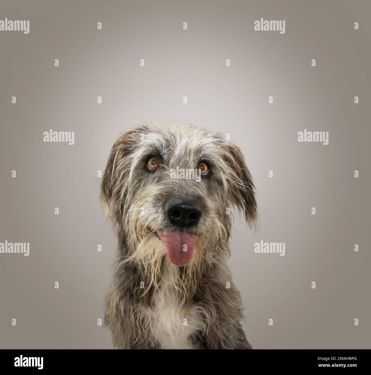 Chien drôle de race mixte qui colle la langue en regardant l'appareil photo. Isolé sur fond gris Banque D'Images