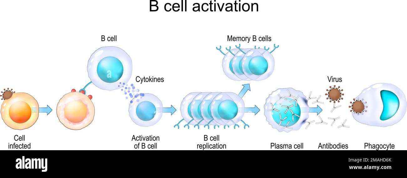 Activation des leucocytes des lymphocytes B. Cellules réalistes transparentes du système immunitaire adaptatif et inné. poster vectoriel Illustration de Vecteur
