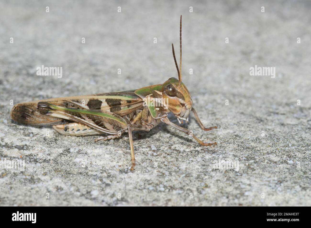 Gros plan détaillé sur une grande crosseceuse de la main commune Oedaleus decorus Banque D'Images