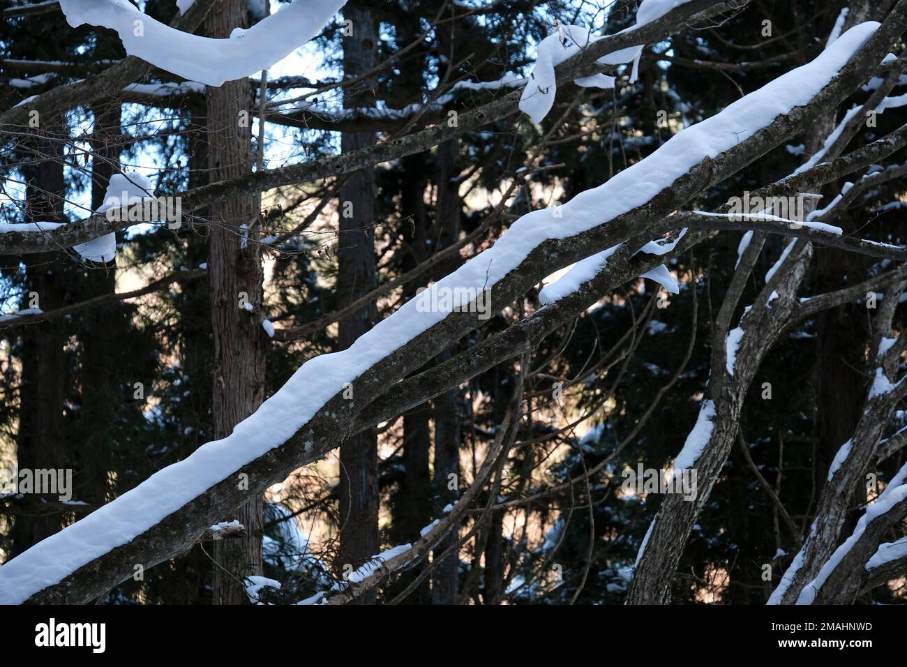 Arbres enneigés dans une forêt près de Nagano, Japon Banque D'Images