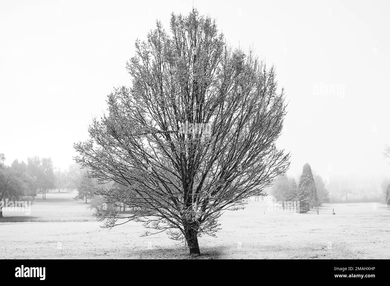 arbres en hivers Banque D'Images