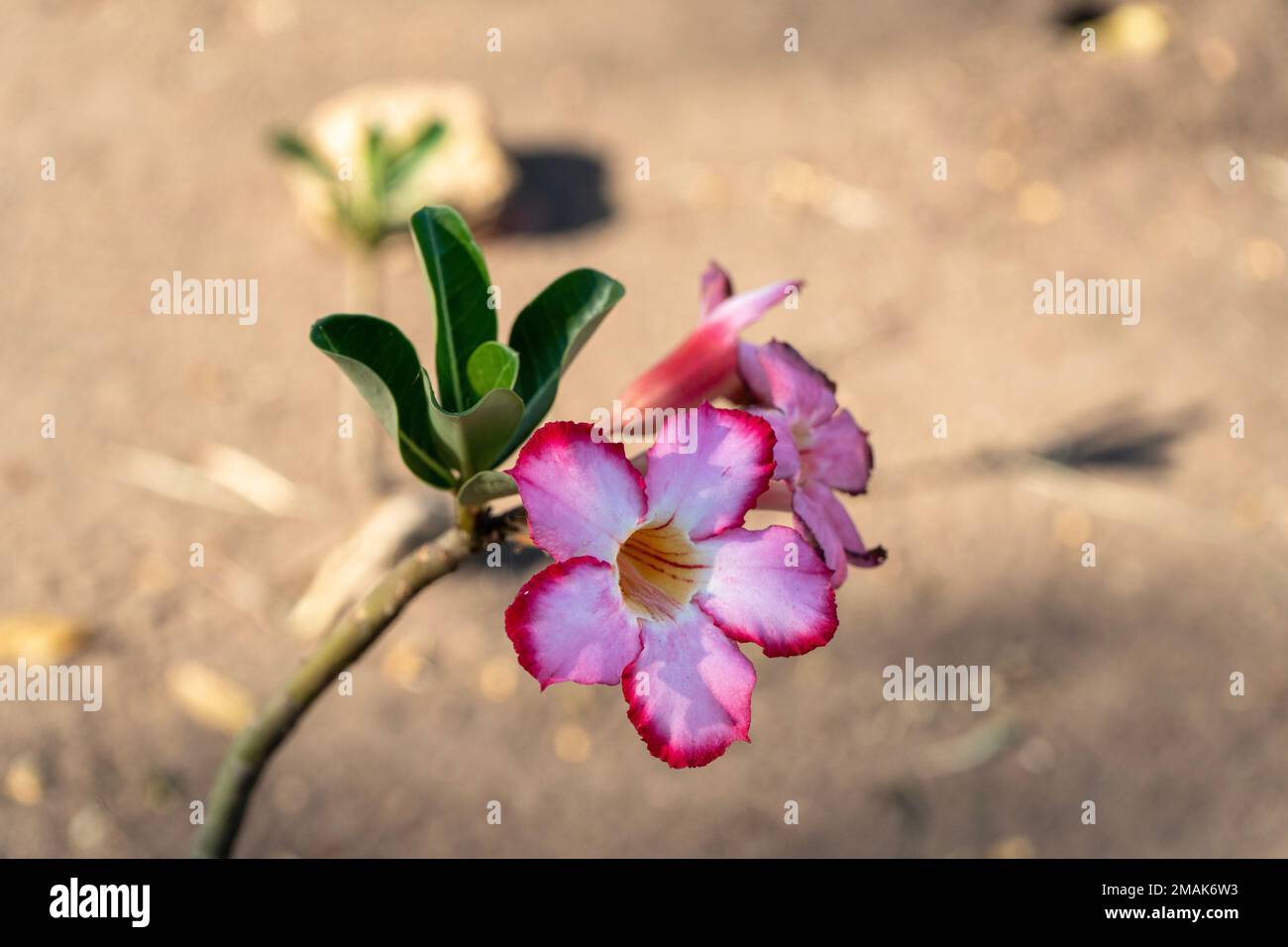 Un gros plan d'un magnifique obesum d'Adenium qui grandit dans un jardin par une journée ensoleillée Banque D'Images