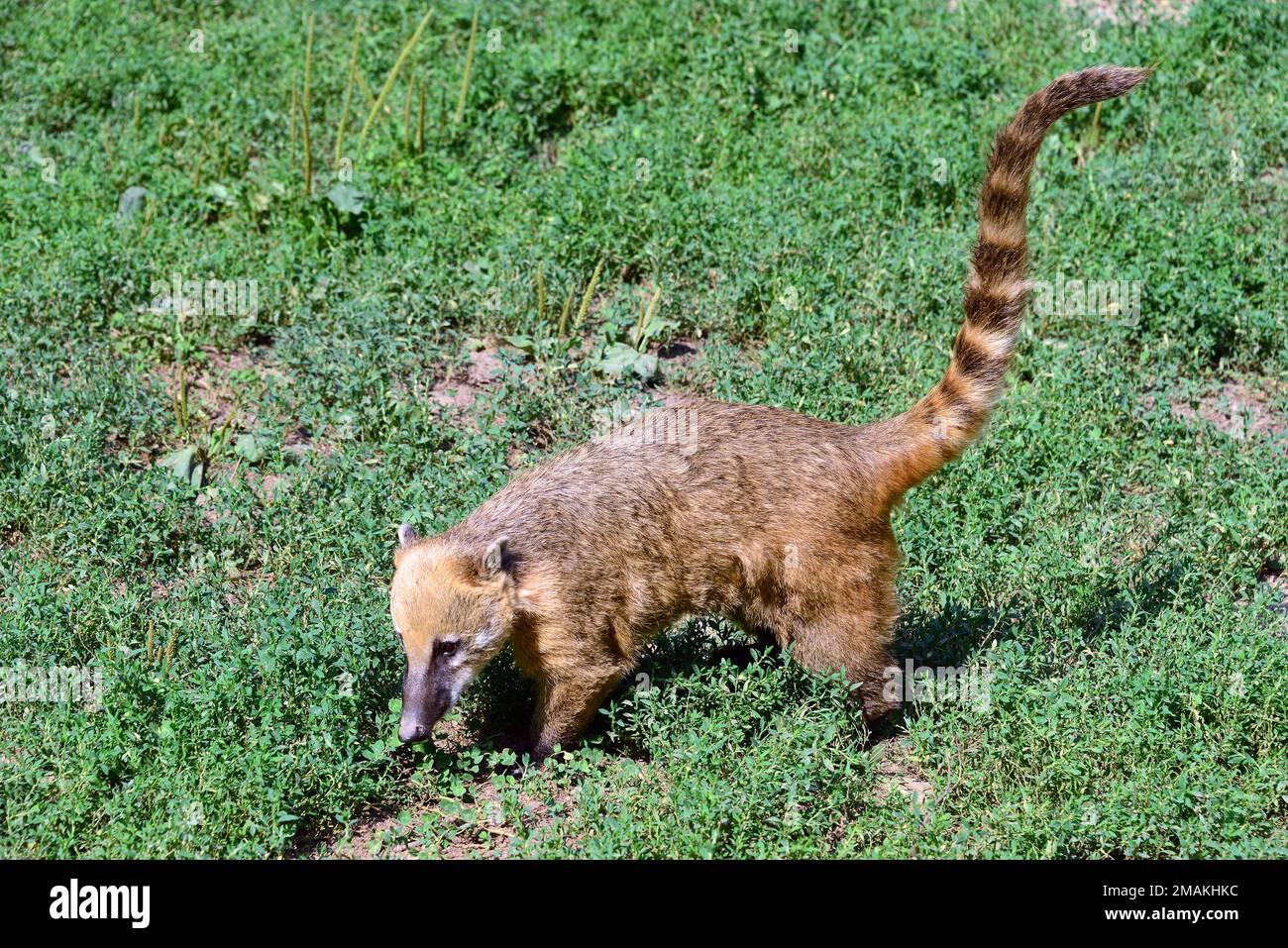 Coati sud-américain ou Coati à queue de coat, Südamerikanischer Nasenbär, Coati roux, ormányos medve, vörösorrú koáti, Nasua nasua Banque D'Images