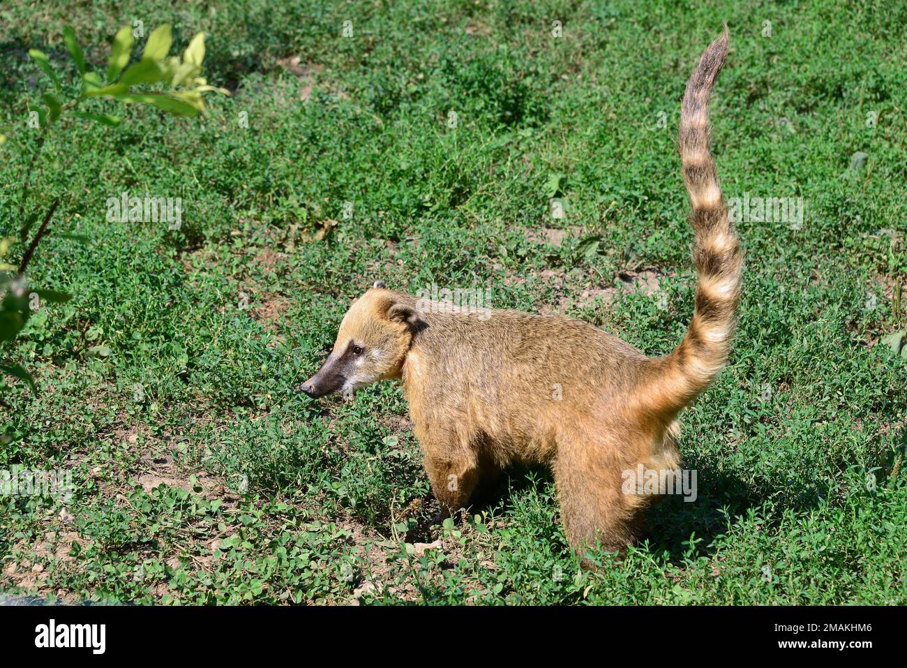 Coati sud-américain ou Coati à queue de coat, Südamerikanischer Nasenbär, Coati roux, ormányos medve, vörösorrú koáti, Nasua nasua Banque D'Images